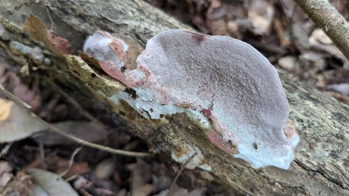 Abundisporus pubertatis