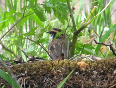 Aphrastura spinicauda