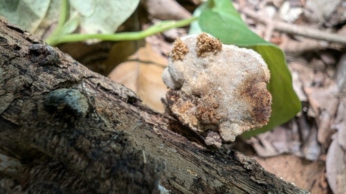 Truncospora ochroleuca