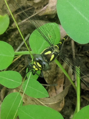 Tiger Spiketail photographed in Kentucky