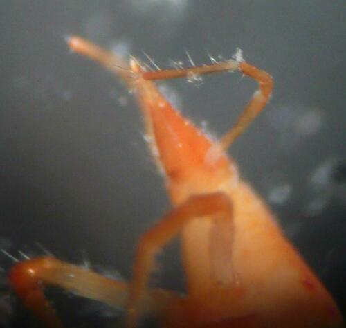 Neomolgus littoralis