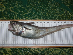 Malacocephalus laevis