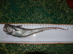 Malacocephalus laevis