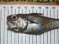 Malacocephalus laevis