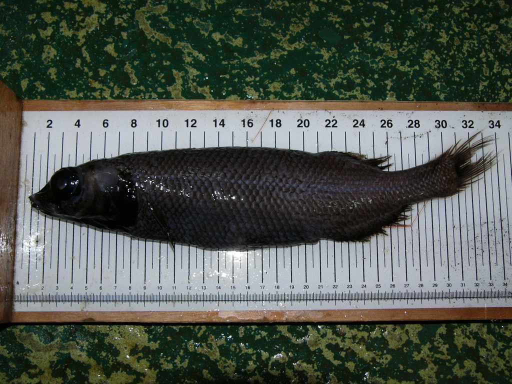 Baird's Smooth-Head