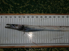 Black Scabbardfish photo 1