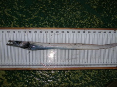 Black Scabbardfish photo 3