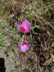 Clarkia amoena