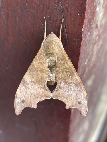 Grillotius bergeri