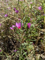 Clarkia amoena