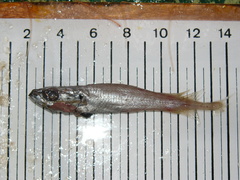 Merluccius merluccius