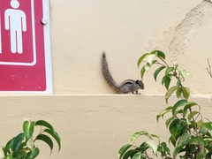 Funambulus pennantii