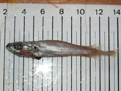 Merluccius merluccius