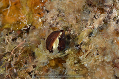 Mitridae