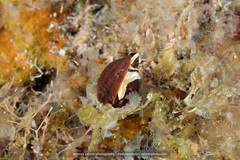 Mitridae