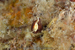 Mitridae