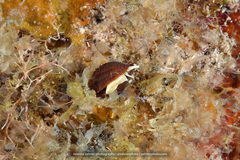 Mitridae