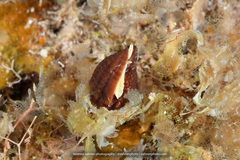 Mitridae