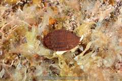 Mitridae