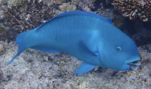 Captain Parrotfish — seen at this dive site