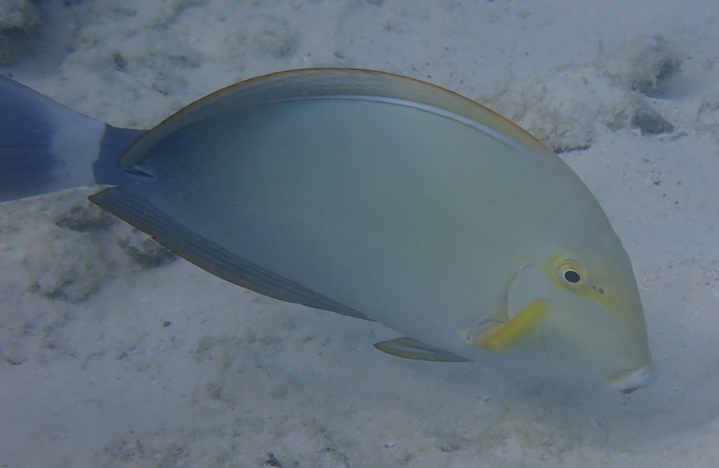 Yellowfin surgeonfish