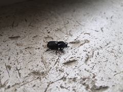 Sinodendron cylindricum