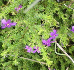 Jamesbrittenia tenuifolia