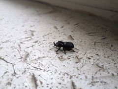 Sinodendron cylindricum