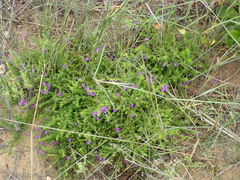 Jamesbrittenia tenuifolia