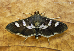 Desmia ufeus