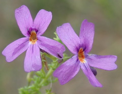 Jamesbrittenia tenuifolia