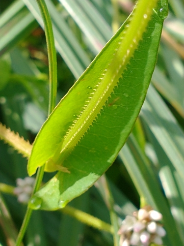 Persicaria sagittata iNat (2)