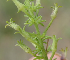 Jamesbrittenia tenuifolia