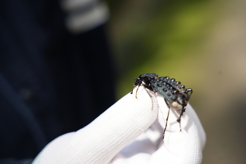 Carabus pustulifer