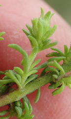 Jamesbrittenia tenuifolia