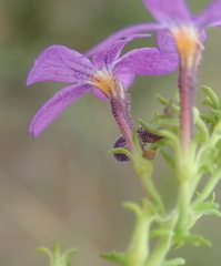 Jamesbrittenia tenuifolia