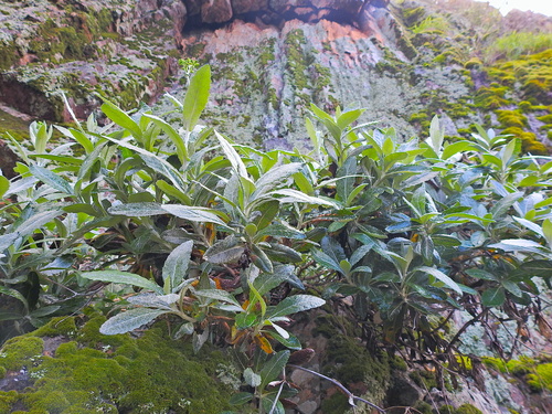 Senecio observed 2024-08-14
