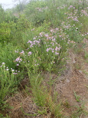 Selago villicaulis