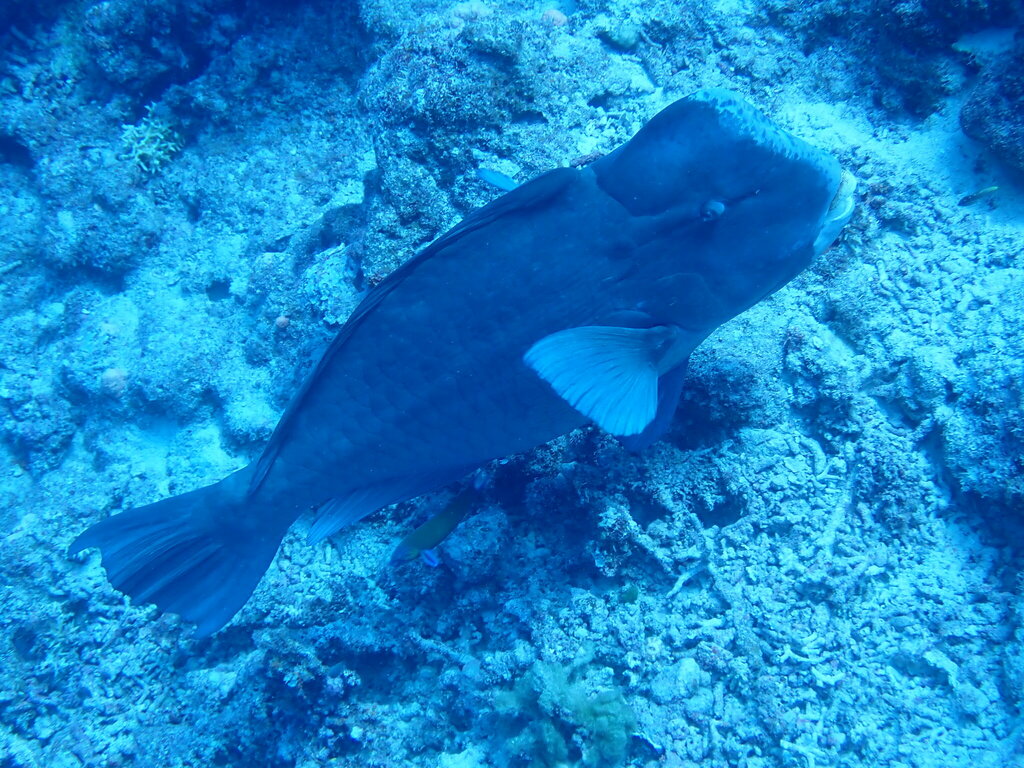 Bumphead parrotfish swimming over reef rubble