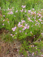 Selago villicaulis