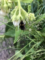 Bombus pratorum