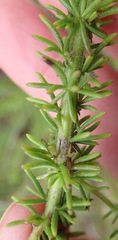 Selago villicaulis