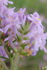 Selago villicaulis