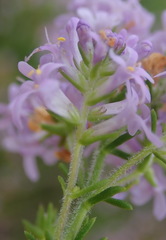 Selago villicaulis