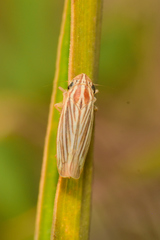 Plesiommata mollicula