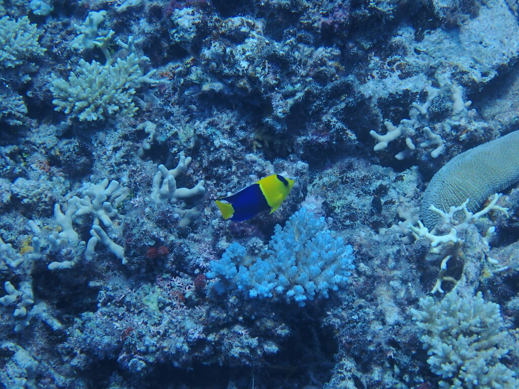 Bicolor angelfish