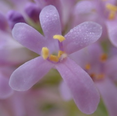 Selago villicaulis