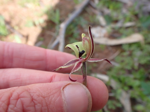 Image of Caladenia roei by (c) Nina Kerr, some rights reserved (CC BY)