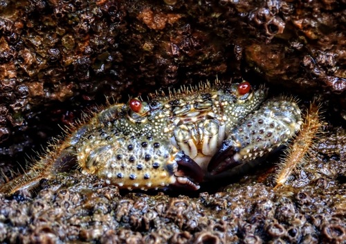 Warty Crab