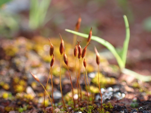 Image of Tortula atrovirens by (c) Nina Kerr, some rights reserved (CC BY)